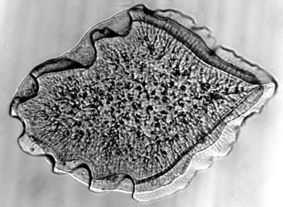 https://files.geocollections.info/large/e5/e4/e5e400c0-eae6-433b-9f89-bbf89d03fbe7.jpg