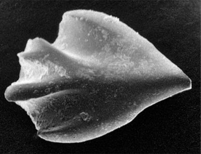 https://files.geocollections.info/large/e6/03/e60342f2-9c1d-4432-aa38-cc5822f896cd.jpg