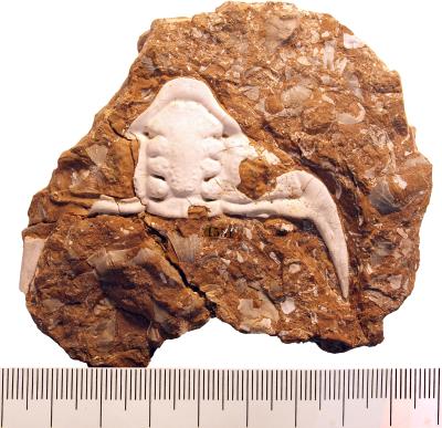 https://files.geocollections.info/large/e6/08/e6081b45-12bc-4fef-8729-211dfe5def17.jpg
