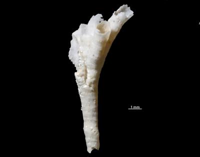 https://files.geocollections.info/large/e6/15/e6150d36-3ccc-4e76-bc9c-f7d3f448ae02.jpg