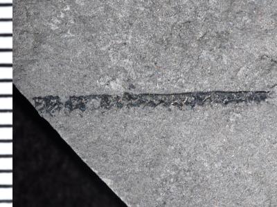 https://files.geocollections.info/large/e6/27/e627b8eb-f0e7-4fc3-ac7a-f7e1b6bf76ad.jpg