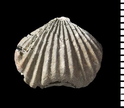 https://files.geocollections.info/large/e6/3e/e63e02b7-74ba-4441-a45f-222e99dd56a3.jpg