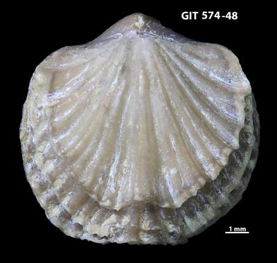 https://files.geocollections.info/large/e6/4f/e64fc8be-4ac4-4652-b68b-398a18675107.jpg