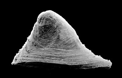 https://files.geocollections.info/large/e6/50/e650bbc4-9755-4329-a2c9-79bc1b7c783a.jpg