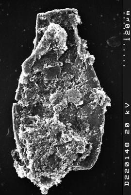 <i><i>Chitinozoa</i></i><br />Albrunnabrottet section,  m, Tremadocian (1527-18)