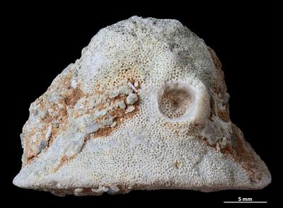 https://files.geocollections.info/large/e6/72/e67238ec-12c0-4e55-b1ed-05919607a4a4.jpg