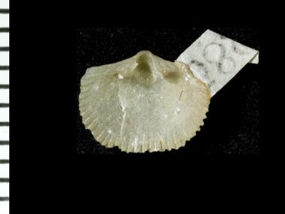 https://files.geocollections.info/large/e6/76/e6769f03-6809-4b57-aff4-9af2234d83a1.jpg