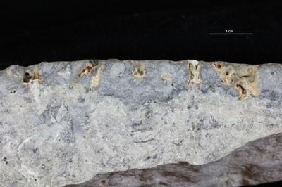 <i>Trypanites isp.</i><br />Saxby shore,  m, Vormsi Stage