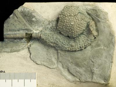 https://files.geocollections.info/large/e6/84/e684bf55-f83e-4ed4-b5fd-c4e50ed15778.jpg