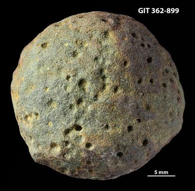 <i>Trypanites isp.</i><br />Vohilaid outcrop 8 (8 after B. Stein),  m, Pirgu Stage