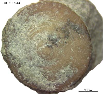 https://files.geocollections.info/large/e6/bd/e6bd9235-93ac-403a-93d6-8eee0862c25a.jpg
