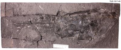 https://files.geocollections.info/large/e6/d7/e6d79a43-3c7e-4dc4-bc63-e8f097e46eea.jpg