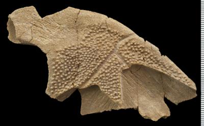 https://files.geocollections.info/large/e6/e9/e6e98730-7ce8-426b-8400-a0941e6a41eb.jpg