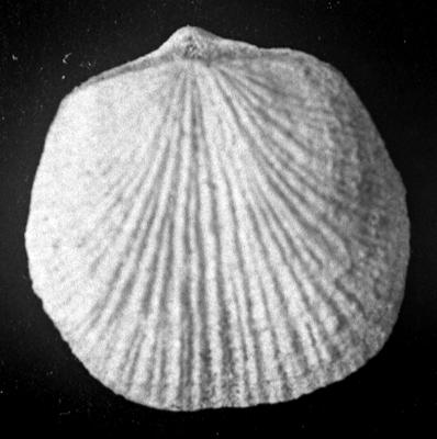 https://files.geocollections.info/large/e6/f5/e6f522b9-5c1b-424a-b26f-d788ccc2cb4f.jpg