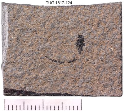 https://files.geocollections.info/large/e7/09/e70912bf-c059-47c8-a96a-6dd0ab797545.jpg