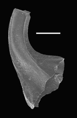 https://files.geocollections.info/large/e7/3b/e73b0c55-fead-4b2c-8dc1-0e4b017c871c.jpg