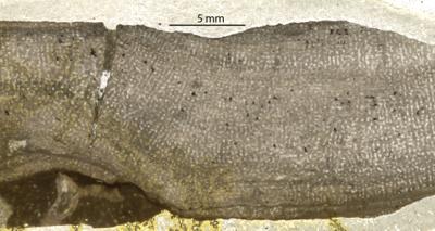 https://files.geocollections.info/large/e7/46/e746af37-e942-40fc-826d-ebea4cb8fe70.jpg