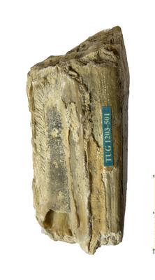 https://files.geocollections.info/large/e7/49/e74992fd-bb0b-4213-861a-4226e69cfeda.jpg