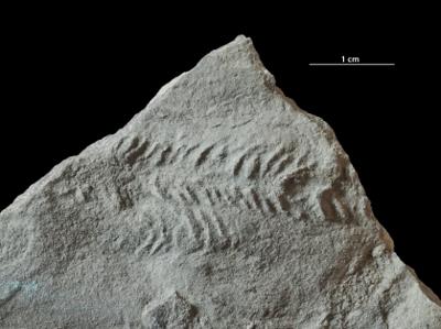 https://files.geocollections.info/large/e7/59/e759a260-5d81-44c6-88ea-1a78d62fdbd9.jpg