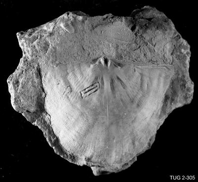 https://files.geocollections.info/large/e7/bd/e7bd2c8d-ac57-44fb-b013-dd70e67fab96.jpg