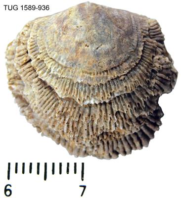 https://files.geocollections.info/large/e7/be/e7be49d9-27b5-46ad-97ce-fdb656d45a1c.jpg