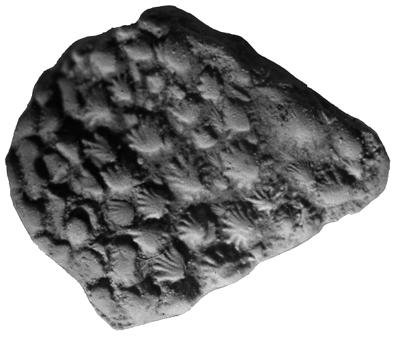 https://files.geocollections.info/large/e7/be/e7be66e0-edc2-4092-907e-877a21137971.jpg