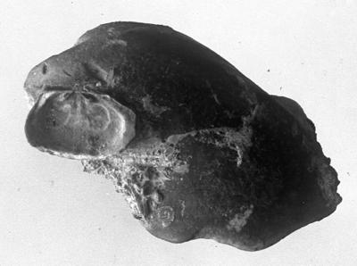 https://files.geocollections.info/large/e7/c3/e7c3295a-b82b-4e27-87c7-9ac305ef4b44.jpg