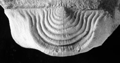 https://files.geocollections.info/large/e7/de/e7de2c21-aa3c-40d5-b656-91fb5c67ea1f.jpg