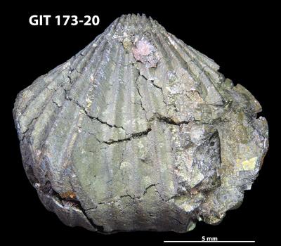 https://files.geocollections.info/large/e7/e6/e7e6f17b-0e02-4530-be7b-525e064b1102.jpg