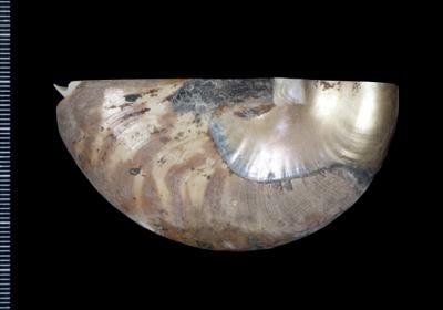 https://files.geocollections.info/large/e8/4a/e84a2b0f-cbf8-4afb-be3d-37492545633c.jpg