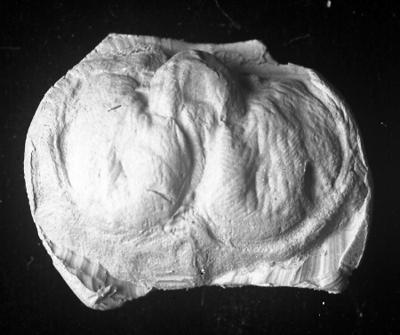 https://files.geocollections.info/large/e8/56/e8566447-ef04-4da3-8530-c9c34ea2b001.jpg