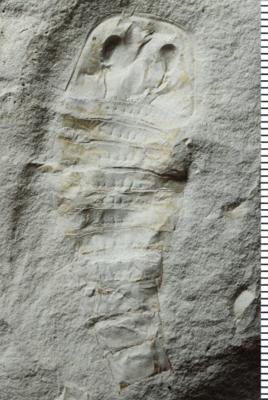 https://files.geocollections.info/large/e8/81/e881a417-04dd-458c-a3eb-5b2ffeada8d7.jpg