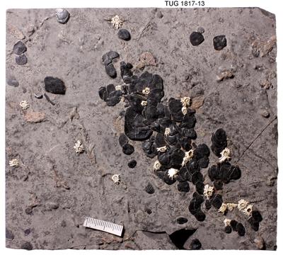 https://files.geocollections.info/large/e8/a6/e8a65aec-dbf5-4b9d-87eb-adeeaf8f125d.jpg