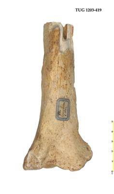 https://files.geocollections.info/large/e8/f3/e8f33f06-b490-4b1e-b80b-e8b05f97a54d.jpg