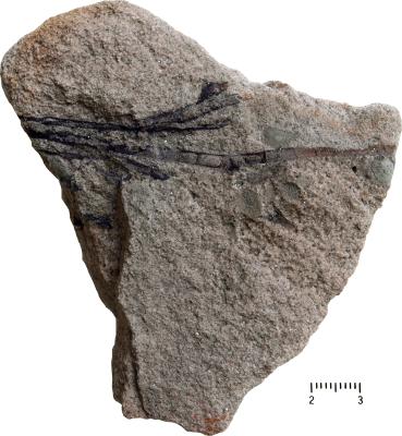 https://files.geocollections.info/large/e9/06/e906f4b0-4766-44ff-989c-58b994aef3a4.jpg