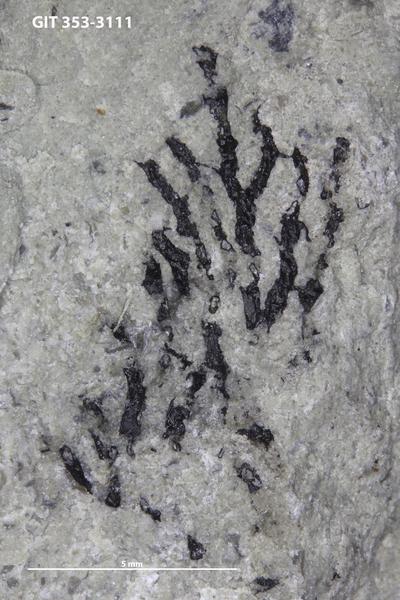https://files.geocollections.info/large/e9/1b/e91b6368-eaba-4510-ae6a-7289f50d96cb.jpg