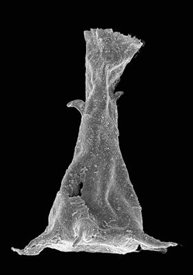 <i><i>Plectochitina</i> | Plectochitina sp.</i><br />Ventspils D-3 borehole, 484.50 m, Ludfordian (576-27)