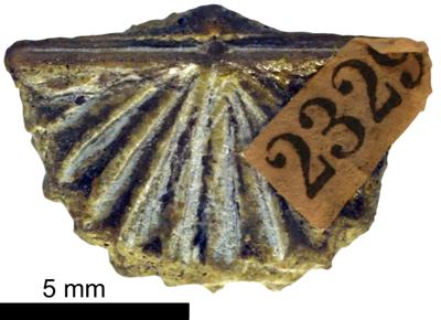 https://files.geocollections.info/large/e9/74/e974a44f-8594-4057-baec-d096dc71959b.jpg