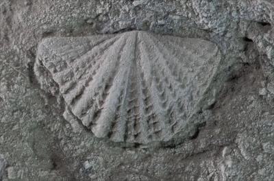 https://files.geocollections.info/large/e9/8d/e98dc2ce-8763-4497-b812-7c51f77faf6a.jpg