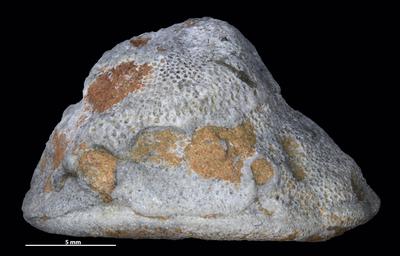 https://files.geocollections.info/large/e9/99/e9993291-67b0-4f88-8787-a666eed3bb27.jpg