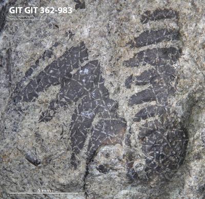 <i></i><br />Ohesaare cliff,  m, Ohesaare Stage