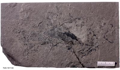 https://files.geocollections.info/large/e9/a7/e9a7a2a9-ac5b-4020-a7e2-0de09c8b1743.jpg