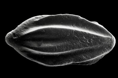 https://files.geocollections.info/large/e9/ae/e9ae53c1-fa01-4a13-a2a9-2677a4547c30.jpg