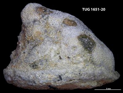 https://files.geocollections.info/large/e9/c2/e9c2242c-f24a-4b09-8353-1b24b1275fa0.jpg