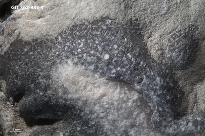 <i></i><br />Ohesaare cliff,  m, Ohesaare Stage