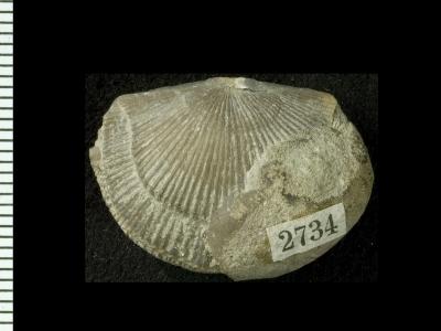 https://files.geocollections.info/large/ea/2c/ea2c3c04-36aa-47e8-a840-e16e602d4fdd.jpg