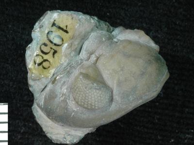 https://files.geocollections.info/large/ea/3f/ea3f3250-76a0-4443-b9be-ed7ca44acfee.jpg