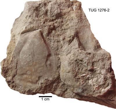 https://files.geocollections.info/large/ea/46/ea465dc1-6da8-4857-9fd5-fcc85747e99d.jpg