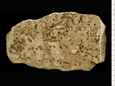 https://files.geocollections.info/large/ea/4a/ea4a5183-482a-4ebc-bc16-247fcd150167.jpg