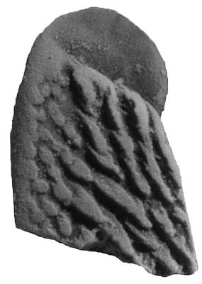 https://files.geocollections.info/large/ea/60/ea60dd1b-8b4b-4912-a60e-03d98197208e.jpg